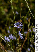 The plant (Cichorium) with blue flowers and bee close-up. Стоковое фото, фотограф Татьяна Ляпи / Фотобанк Лори