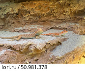 Two bearded dragon lizards rest in a terrarium with sandy substrate and textured rock formations. Concept of: Reptilian pets' habitat. Стоковое фото, фотограф Ольга Петрова-Апостолова / Фотобанк Лори