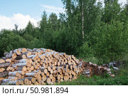 Pile of logs near forest shows deforestation threatening ecosystem. Стоковое фото, фотограф Андрей Знаменский / Фотобанк Лори