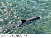 Bottlenose  dolphin (lat.- Tursiops truncatus) swims in the Red Sea. Стоковое фото, фотограф Irina Opachevsky / Фотобанк Лори