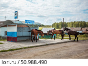 Остановка общественного транспорта и лошади. Село Верх-Ики. Маслянинский район Новосибирской области. Западная Сибирь России. Стоковое фото, фотограф Евгений Мухортов / Фотобанк Лори