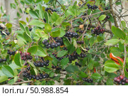 Спелая черноплодная рябина на ветке в саду (Aronia melanocarpa) Стоковое фото, фотограф Сергей Овчинников / Фотобанк Лори