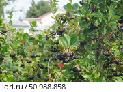 Спелая черноплодная рябина на дачном участке (Aronia melanocarpa) Стоковое фото, фотограф Сергей Овчинников / Фотобанк Лори