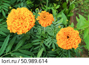 Оранжевые бархатцы прямостоячие "Прауд Мэри" (лат. Tagetes erecta Praud Mari Orange) Стоковое фото, фотограф Сергей Овчинников / Фотобанк Лори