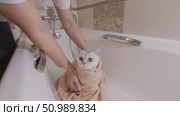 Playing cat enjoys the time of the bath in a cozy towel, after bathing. Стоковое видео, видеограф Zakharova Natasha / Фотобанк Лори
