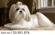 Adorable white lhasa apso dog relaxing on luxurious sofa. Стоковое фото, фотограф Юрий Поздников / Фотобанк Лори