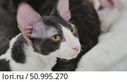 Curious Cornish Rex cat looking away with intense yellow eyes. Стоковое видео, видеограф Mikhail Davidovich / Фотобанк Лори