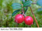Lingonberries. Close-up of berries. Стоковое фото, фотограф Denis Shitikoff / Фотобанк Лори