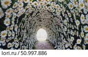 Winding garden pathway crossing flower lined tunnel, daisies creating verdant corridor with soft pastel blooms and lush greenery surrounding stone paved route. Стоковое AI-видео, аниматор Данил Руденко / Фотобанк Лори