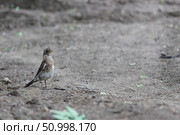 Птица дрозд-рябинник (Turdus pilaris) стоит на голой земле и с любопытством смотрит. Сцена дикой природы с местом для текста. Стоковое фото, фотограф Евгений Ковальский / Фотобанк Лори