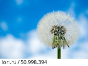 Close-up of dandelion seed head on blue sky background. Copy space for text, selective focus. Стоковое фото, фотограф Зарифа Арсланова / Фотобанк Лори