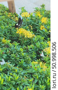 Red Helen Butterfly Collecting Nectar from Yellow Flowers Closeup. Стоковое видео, видеограф Ольга Хорошунова / Фотобанк Лори