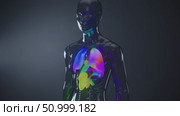 Futuristic glass anatomical model showing colorful lungs, ideal for medical and scientific projects related to anatomy, healthcare, and respiratory system. Стоковое AI-видео, аниматор Данил Руденко / Фотобанк Лори