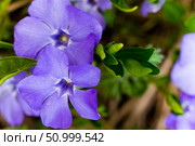 Vinca minor, common names lesser periwinkle or dwarf periwinkle in Botanical Garden. Стоковое фото, фотограф Екатерина Красникова / Фотобанк Лори