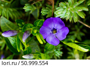 Vinca minor, common names lesser periwinkle or dwarf periwinkle in Botanical Garden. Стоковое фото, фотограф Екатерина Красникова / Фотобанк Лори