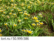 Flower bed in the park with lots of yellow and white flowers tulips tarda in spring. Стоковое фото, фотограф Екатерина Красникова / Фотобанк Лори