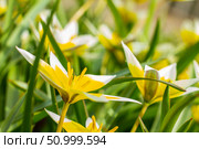 Flower bed in the park with lots of yellow and white flowers tulips tarda in spring. Стоковое фото, фотограф Екатерина Красникова / Фотобанк Лори