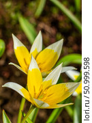 Yellow and White Tulip Tarda blossoming in garden on natural background. Стоковое фото, фотограф Екатерина Красникова / Фотобанк Лори