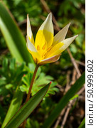 Yellow and White Tulip Tarda blossoming in garden on natural background. Стоковое фото, фотограф Екатерина Красникова / Фотобанк Лори