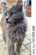 Fluffy gray cat with long fur and green eyes. His gaze is focused, and it seems that he is observing something interesting. The fur is slightly disheveled, with small specks of dust, which may indicate his street lifestyle. The background consists of a wooden building and cobblestones, creating a cozy, but slightly rough urban atmosphere. Стоковое фото, фотограф Анна Кривицкая / Фотобанк Лори