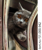 A plush, beautiful grey house cat with big eyes. my favorite pet. background for the design. Стоковое фото, фотограф Алёна Мостович / Фотобанк Лори