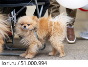Lapdog pomeranian spitz walking on leash among feet of people. Cute fluffy dog standing on street. Стоковое фото, фотограф Данила Большаков / Фотобанк Лори