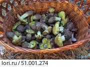 Корзина с грибами Зеленушками, Tricholoma equestre, гриб рода трихолома, рядовка семейства рядовковых. Хорошо пригоден для засолки, заморозки и жарки. Стоковое фото, фотограф Андрей Цыганков / Фотобанк Лори