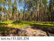 Обгоревшее бревно в сосновом бору. Тюменская область. Стоковое фото, фотограф Александр Тараканов / Фотобанк Лори