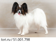 Studio shot of an adorable Papillon dog on light background. Стоковое фото, фотограф Светлана Акифьева / Фотобанк Лори