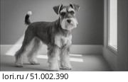 Miniature schnauzer posing in black and white by the window. Стоковое AI-видео, аниматор Юрий Поздников / Фотобанк Лори