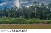 The pygmy elephant is trying to get out of the river onto the clay shore. View from the back. Thickets of a tall green grass on the coast. Rain forest trees against a blue sky, clouds. Malaysia.Borneo. Стоковое фото, фотограф Вера Ивановна Кубарева / Фотобанк Лори