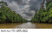 The tropical riverbed, jungle. There are impenetrable thickets of green trees of the rainforest on the shores. Clouds in the sky. Reflection on the surface of the river. Malaysia. Borneo.Kinabatangan (2023 год). Стоковое фото, фотограф Вера Ивановна Кубарева / Фотобанк Лори