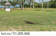 A wild monitor lizard runs across the grass of a green lawn. Side view. Long tail, paws, head, mottled skin. Palm trees, the ocean in the distance. Malaysia. Borneo. Kota Kinabalu. Стоковое фото, фотограф Вера Ивановна Кубарева / Фотобанк Лори