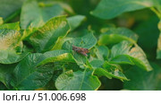 A locust sitting on the leaves of a potato bush jumps to another in slow motion, 240 fps. Pest invasion. Стоковое видео, видеограф Мария Зубарева / Фотобанк Лори
