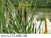 Рогоз широколистный (Typha latifolia) летом. Стоковое фото, фотограф Юлия Кутыгина / Фотобанк Лори