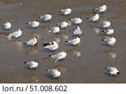 Стая чаек на мокрой земле. Стоковое фото, фотограф Дмитрий Ермолаев / Фотобанк Лори