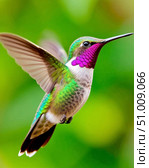 Hummingbird hovering in the air. Hummingbirds (Latin: Trochilidae) are a family of small birds from the order of hummingbirds. More than 350 species are known, living in America from Alaska and Labrador to Tierra del Fuego. Стоковое AI-изображение, AI-художник Сергей Елизарьев / Фотобанк Лори