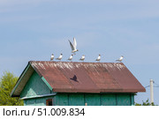 Чайки на крыше зеленого домика. Стоковое фото, фотограф Илья Бурыкин / Фотобанк Лори