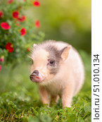 Small gray piglet minipig in the garden next to flowers. Стоковое фото, фотограф Дина Дамоцева / Фотобанк Лори