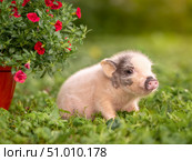 Small gray piglet minipig in the garden next to flowers. Стоковое фото, фотограф Дина Дамоцева / Фотобанк Лори