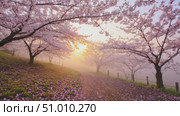 Cherry blossom trees in full bloom along a misty sunrise path in springtime. Стоковое AI-видео, аниматор Александра Рублева / Фотобанк Лори