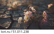 Resilient flowers bloom in cracked earth during sunset in arid landscape. Стоковое AI-видео, аниматор Сергей Толмачёв / Фотобанк Лори