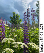 Vibrant Lupine Flowers in a Beautiful and Lush Garden Setting Surrounded by Natures Splendor. Стоковое фото, фотограф Елена Захаревич / Фотобанк Лори