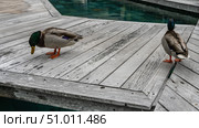Two Mallard drakes are walking on the boardwalk by the pool. Bright plumage, red legs. Mauritius. Hotel. Resort. Стоковое фото, фотограф Вера Ивановна Кубарева / Фотобанк Лори
