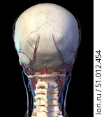 Rear view of the human skull with veins and arteries, black background. Стоковое фото, фотограф Leonello Calvetti/Stocktrek Images / ТАСС / Фотобанк Лори