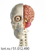 Human skull mid sagittal cross-section with brain. Стоковое фото, фотограф Leonello Calvetti/Stocktrek Images / ТАСС / Фотобанк Лори