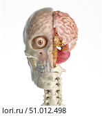Human skull mid sagittal cross-section with brain. Стоковое фото, фотограф Leonello Calvetti/Stocktrek Images / ТАСС / Фотобанк Лори