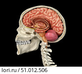 Human skull mid sagittal cross-section with brain. Стоковое фото, фотограф Leonello Calvetti/Stocktrek Images / ТАСС / Фотобанк Лори