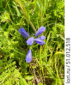 Dracocephalum charkeviczii Prob. (семейство Lamiaceae). Змееголовник Харкевича. Стоковое фото, фотограф Овчинникова Ирина / Фотобанк Лори