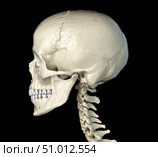 Side profile of the human skull, on black background. Стоковое фото, фотограф Leonello Calvetti/Stocktrek Images / ТАСС / Фотобанк Лори